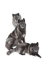 Obraz premium Black wolves isolated on a white background in the winter snow in Canada