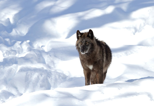 Black wolf walking in the winter snow 