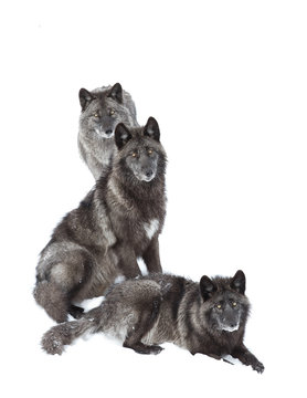 Black wolves isolated on a white background in the winter snow in Canada