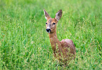 Deer in the grass