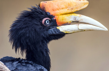 Hornbill