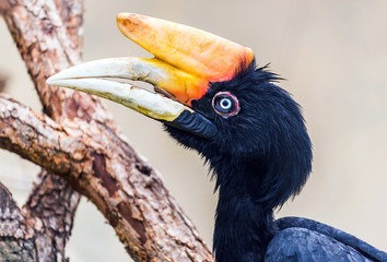 Hornbill