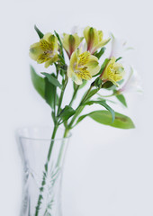 Flowers Alstroemeria on a white background.