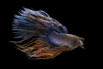 Crowntail Fancy Betta Fish