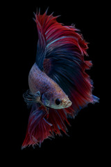 Fototapeta premium Halfmoon Fancy Betta Fish