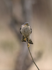 Sparrowhawk Accipiter nisus looking at its prey