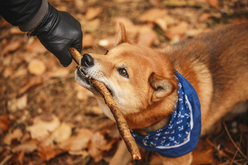 Hund mit Stöckchen