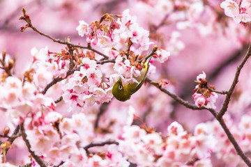 The Japanese White eye.The background is winter cherry blossoms. Located in Tokyo Prefecture Japan.