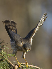 Sparrowhawk Accipiter nisus looking at its prey