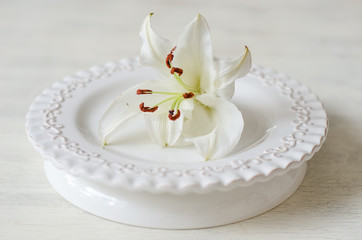 Fototapeta na wymiar White lily on a white plate and a white background