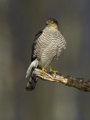 Sparrowhawk Accipiter nisus - portrait of perching bird