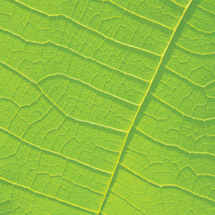 Green leaf texture for background