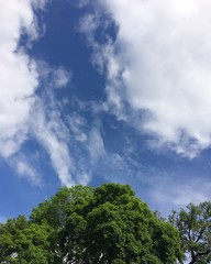 Obraz premium tree in the sky