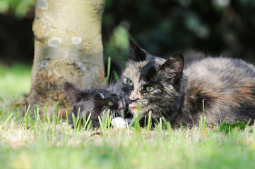  kitten and  cat mother lying on meadow