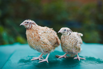 Two golden quails male and female