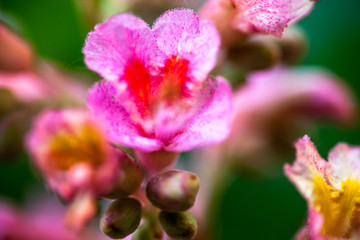 Fototapeta premium Closeup of pink flowers of the horse-chestnut tree