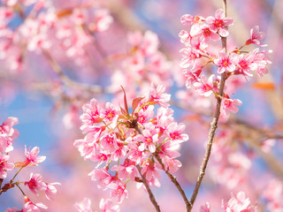 Wild Himalayan Cherry flower, Pink of Cherry blossom 16