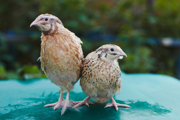 Two golden quails male and female