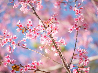 Obraz premium Wild Himalayan Cherry flower, Pink of Cherry blossom 15