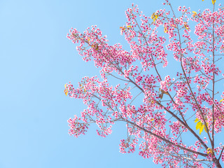 Wild Himalayan Cherry flower, Pink of Cherry blossom 14