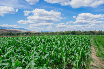 Fototapeta na wymiar Green corn field in agricultural garden with with blue sky background.