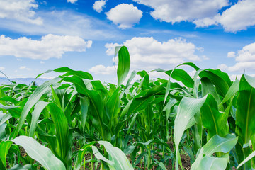 Green corn field in agricultural garden with  with blue sky background.