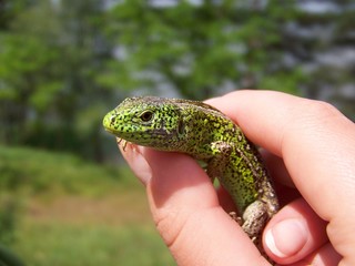 Obraz premium Green sand lizard in the hand