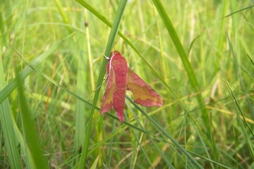 Small elephant hawk-moth