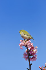 河津桜のメジロ