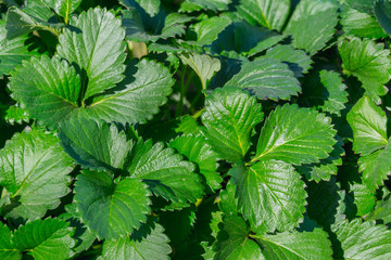 Fototapeta na wymiar Close up green leaf Strawberry texture background