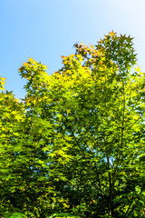 Fototapeta premium wald in korea