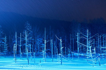 ライトアップされた美瑛白金の青い池