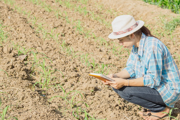 farmer woman inspecting corn by hand in agriculture garden.