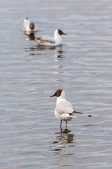 Fototapeta na wymiar Black Headed gull standing in the water