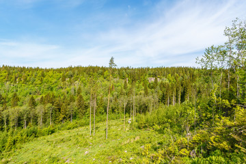 Obraz premium Forest in with a clearcut area