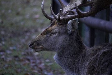 Hirsch in der Dämmerung