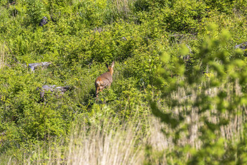 Obraz na płótnie Canvas Roe deer going on a clearcut in summer greenery