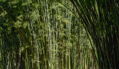 green bamboo background in nature