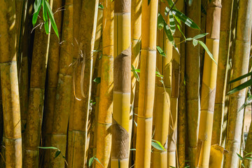 close up yellow bamboo background in nature
