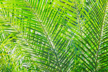 abstract background of green palm leaves