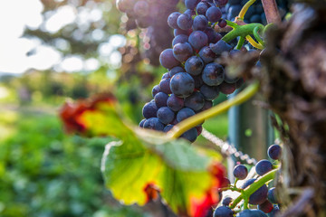 red wine in autumn