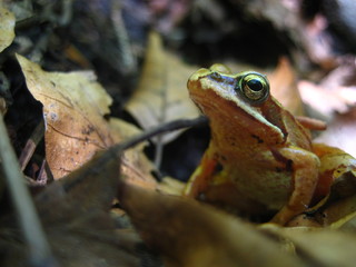 baby_frog_1