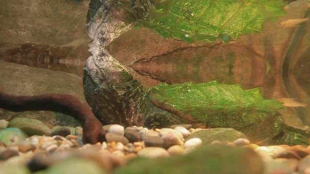 The alligator snapping turtle (Macrochelys temminckii) in special tank.