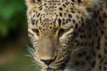 Fototapeta na wymiar Portrait of amazing leopard with piercing look