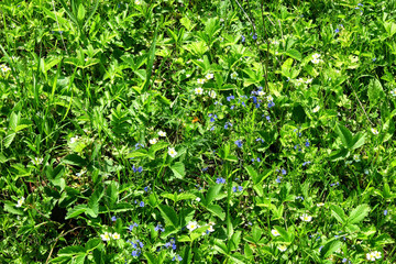 Bright green background of flowers of wild strawberries
