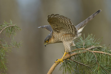 Sparrowhawk Accipiter nisus hunting for sparrows in dense vegetation 
