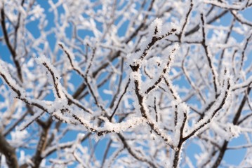 Tree branches covered with snow against a blue sky in winter