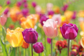 Color burst of very colorful tulips