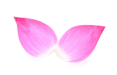 Lotus petal isolate on white background