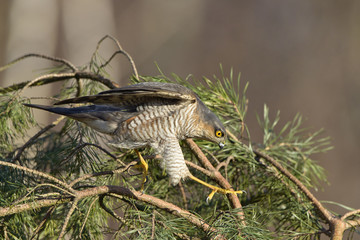 Sparrowhawk Accipiter nisus hunting for sparrows in dense vegetation 